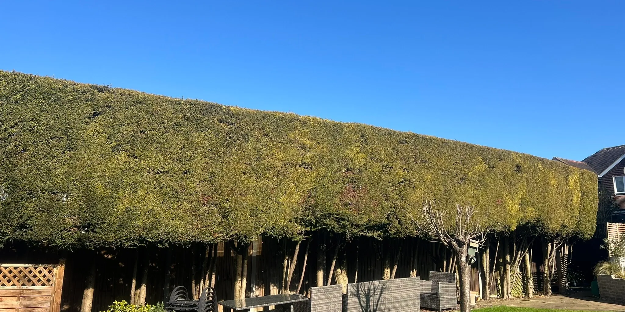 Completed tree work with the site left tidy