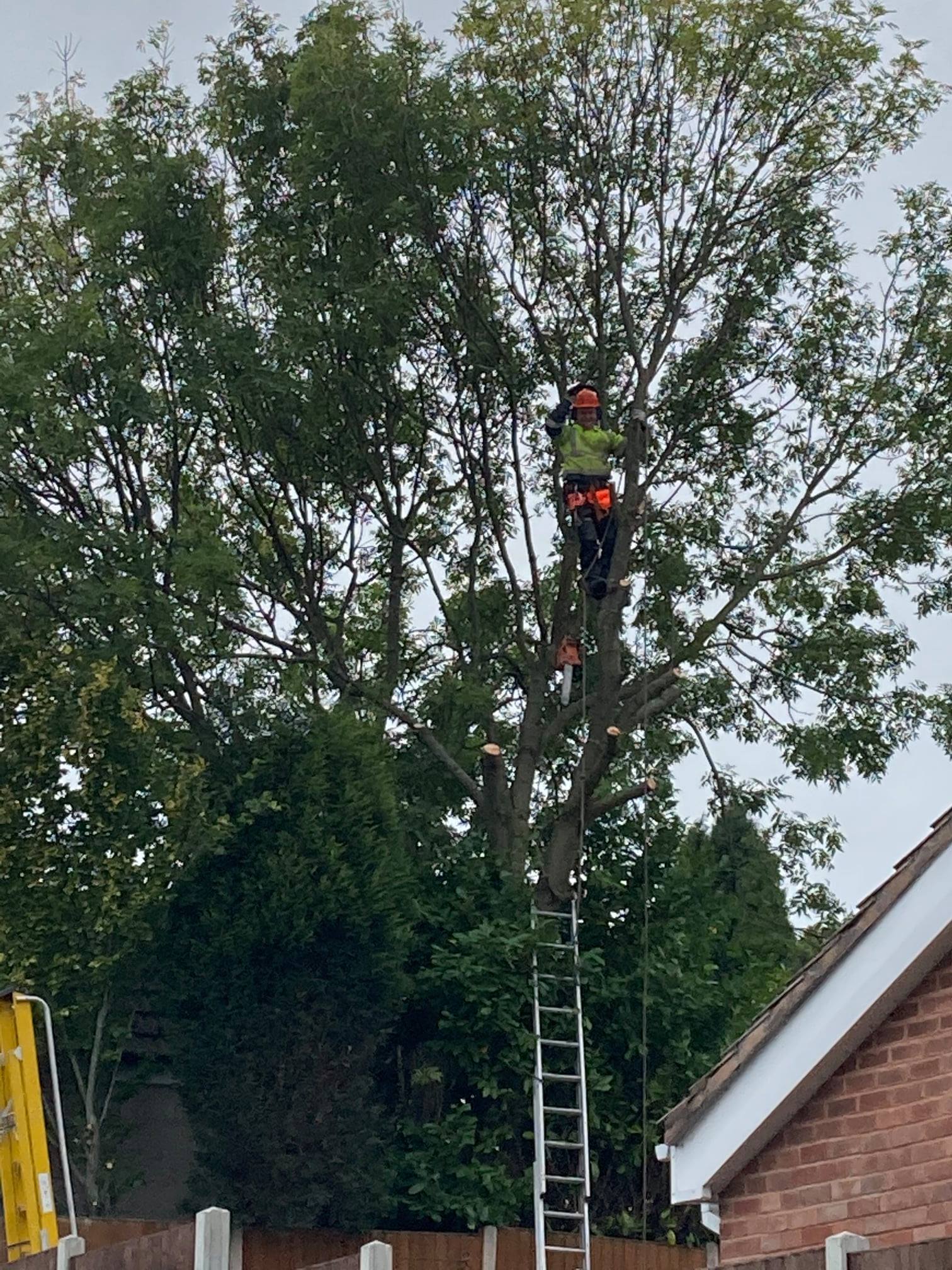 Tree surgery carried out by DC Tree Care