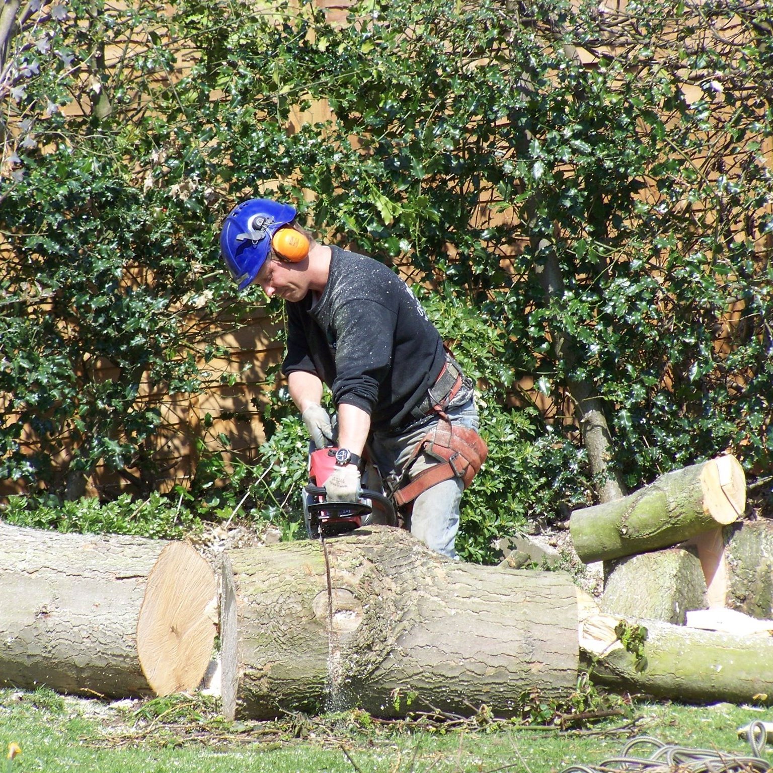 Qualified tree surgeon working on a mature tree